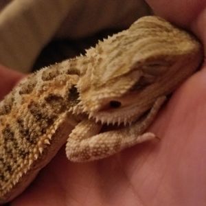 Meet your Posher, Barbara